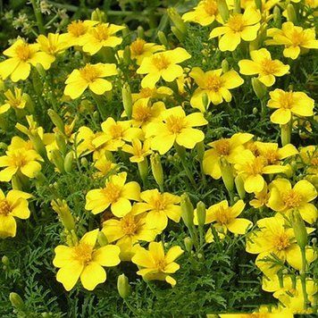 Чорнобривці розлогі низькі жовті (yellow) насіння (Moravoseed) 196 фото