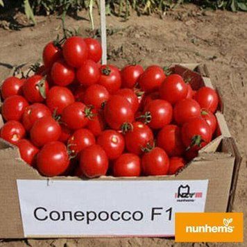 Помідор Солероссо F1 Nunhems 10 насінин (детермінантний) 10 шт 2958 фото
