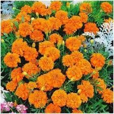 Малюк помаранчеві (Orange) насіння чорнобривців 153 фото