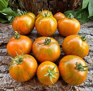 Карлик Смугастий Джеремі ( Dwarf Jeremy&rsquo;s Stripes)5 шт 4319 фото