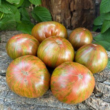 Карлик Мʼятні Смуги ( Dwarf Peppermint Stripes )5 нас 4305 фото