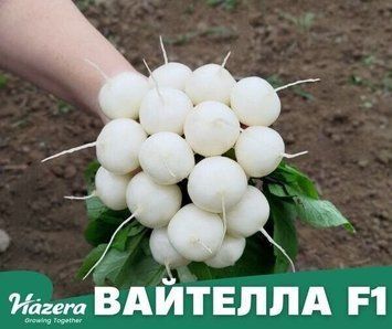 Вайтелла F1 (3,2-3,4) насіння редису раннього 18-22 дн. білого.2 грама 113 фото
