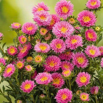 Арлекін рожевої (Pink) насіння айстри (Satimex)букетна  213 фото