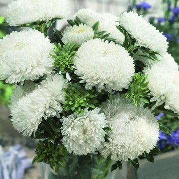 Сірінга біла (White) насіння айстри хризантемоподібної (Satimex 165 фото