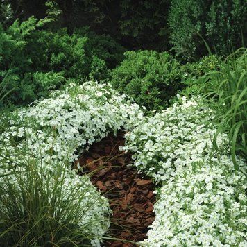 Аренарія Блізард Компакт (Фасовка: 0,05 г; Колір: white) 3090 фото