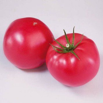 Насіння Томата ФІНЛІ F1(КС1205)FINLI F1-Kitano Seeds 5шт(солодкий смак) 120 фото