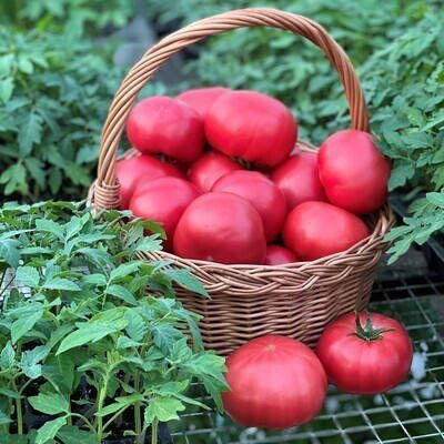 Насіння Томата ФІНЛІ F1(КС1205)FINLI F1-Kitano Seeds 5шт(солодкий смак) 120 фото