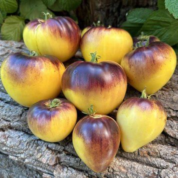 Насіння Томата Пеперс жовтий 5 шт 7000 фото