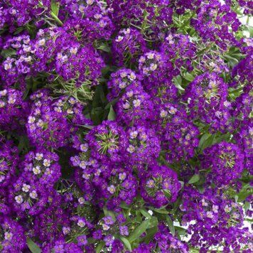 Істе Боннет фіолетовий (Purple) насіння аліссума 178 фото