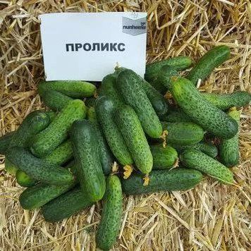 Насіння огірків Пролікс F1/Proliks F1 651 фото