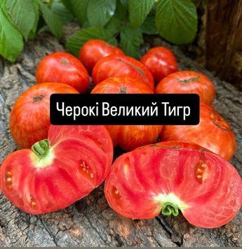 Карлик Черокі Великий Тигр Червоний 5 шт 4300 фото